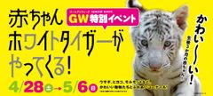 芝政ワールドに赤ちゃんホワイトタイガーがやってくる！GWは営業時間を延長　5月4日・5日は花火も実施