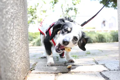 ベーグル専門店が作る犬のおやつ 1