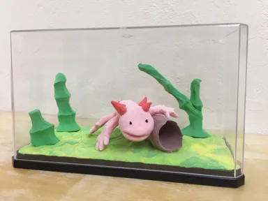 D賞 ウーパールーパー飼育中