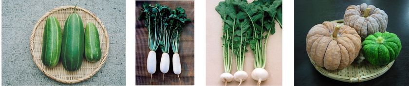 「なにわの伝統野菜」の栽培を通して生物多様性保全活動を推進