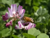 れんげの花にミツバチ