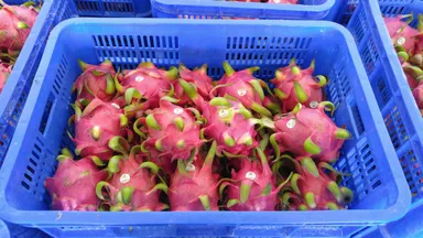 ドラゴンフルーツ