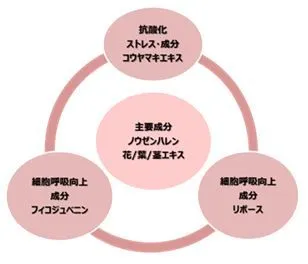 肌呼吸促す成分図