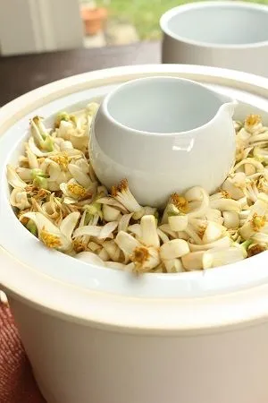 ネロリの蒸留水