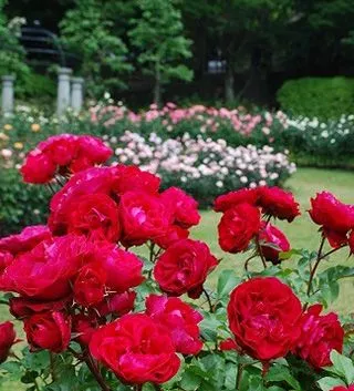 ローズウオーク(昨年の様子)１