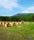 秋田・蜂蜜専門店の養蜂場5月下旬より採蜜スタート！お客様見学用の『ぷち養蜂場』の展示を再開