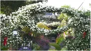 ガーデンフォトグラファー、今井 秀治氏による圧倒的に美しい写真がFacebook上で話題となったバラの個人邸