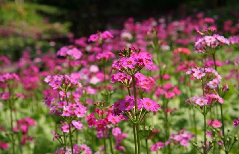 六甲高山植物園　ベストシーズン
～重なり広がるピンク色の絨毯～
約6,000株のクリンソウが見頃を迎えました！