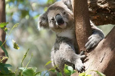 オーストラリア