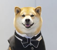 大人気 柴犬まるが出演のサムティcm第2弾 あなたのそばに 篇が5月17日 木 より放映開始 サムティ株式会社のプレスリリース 大人気 柴犬まるが出演のサムティcm第2弾 あなたのそばに 篇が5月17日 木 より放映開始 サムティ株式会社のプレスリリース