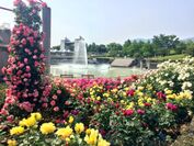 1,600株のバラの香りに包まれる優雅なイベント　ぐんまフラワーパークで5月19日(土)から「バラフェスタ」を開催