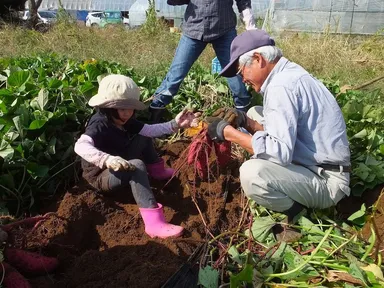 さつまいも収穫の様子(昨年)