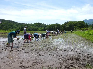 田植えの様子(昨年)