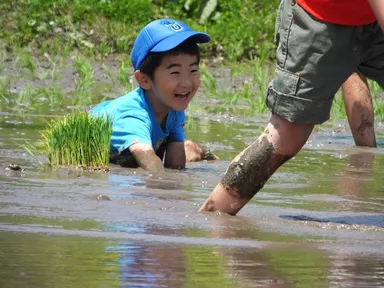 田植えの様子(昨年)