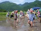 田植えの様子(昨年)