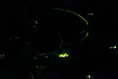 特設小屋で目の前を飛び交うホタル