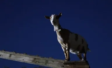 光る首輪をつけた「ホタヤギ」も登場予定！