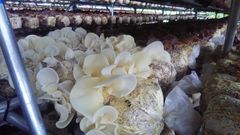 白色のアラゲキクラゲも量産可能。美容食材としても注目が集まる