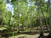 「more treesの森を訪ねようコモンズピクニックin 長野県・小諸」を6月24日開催