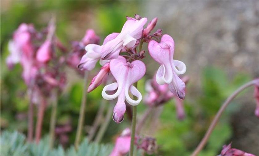 六甲高山植物園　ベストシーズン
高山植物の女王「コマクサ」が見頃です！
