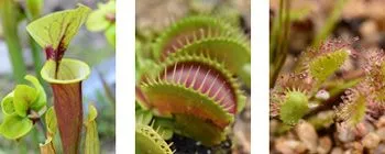 【左から】サラセニア、ハエトリソウ、モウセンゴケ