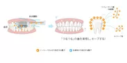 歯垢を除去し、虫歯菌を寄せつけないしくみ(2)