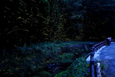 ホタルは風がなく、あたたかな日によく飛びます