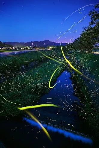 鞍岳を背景に飛ぶホタル