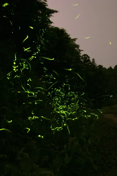 まるでロマンチックな地上の天体観測