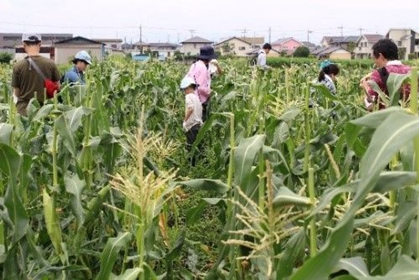 有機野菜の「ビオ・マルシェの宅配」、
埼玉県・瀬山農園で
「有機とうもろこし収穫体験イベント」を開催