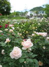 軽井沢レイクガーデンで6月9日よりローズシーズン到来　4つのエリアで400種類・3,500株バラが咲き誇る！