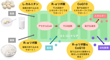ヒトケミカルのミトコンドリアにおける役割