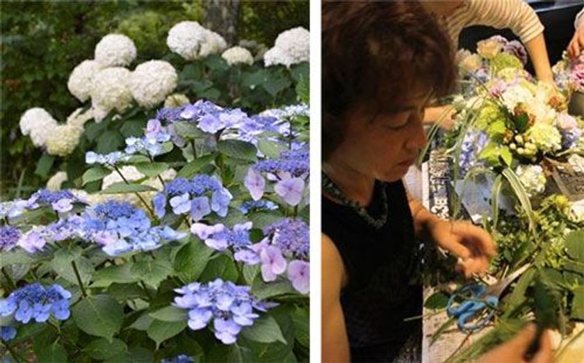 六甲オルゴールミュージアム ～ミュージアムガーデンを楽しむ～
六甲山のアジサイでつくるフラワーアレンジとランチ
2018年7月19日(木)開催（6月1日（金）予約開始）