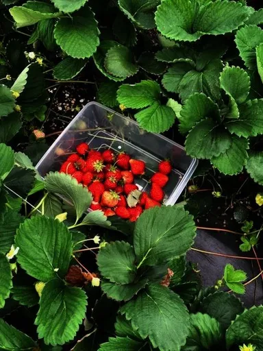 福岡の完熟いちご