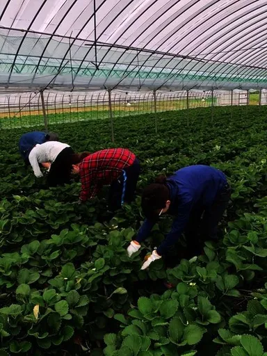 全社員で摘み取ったいちごを使用