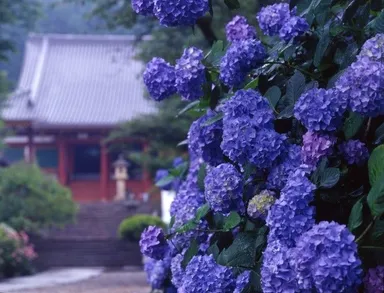矢田寺のあじさい