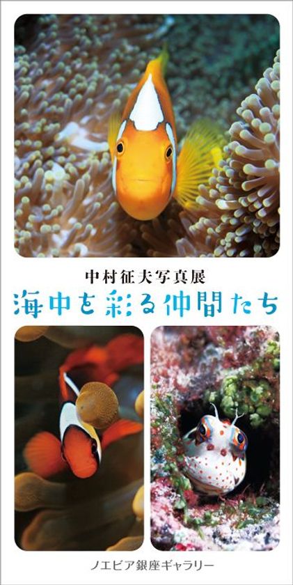 【ノエビア銀座ギャラリー】
中村征夫写真展「海中を彩る仲間たち」開催