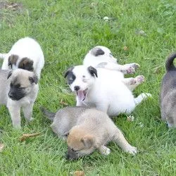 仔犬触れ合い教室