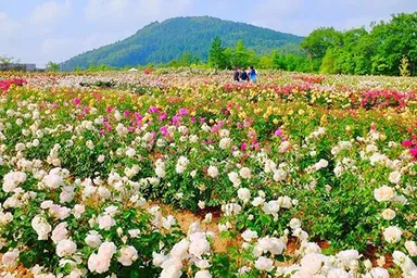 世羅高原農場イングリッシュローズガーデン