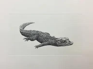 Paleosuchus trigonatus 2