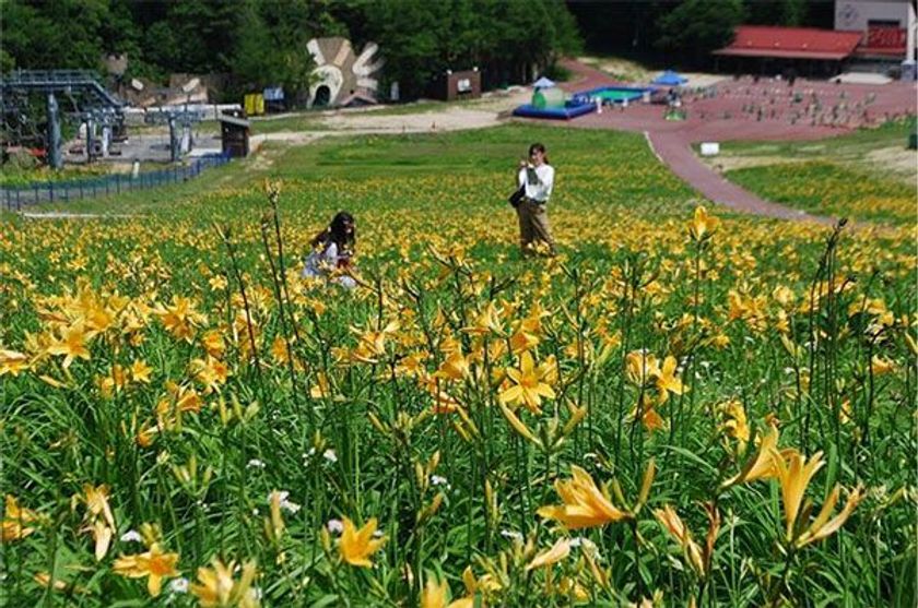 六甲山カンツリーハウス
約27,000株の「ニッコウキスゲの大群落」
ただ今見ごろ！