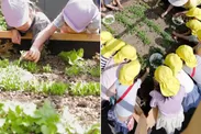 おもはらの森で野菜を育てる渋谷の園児たち