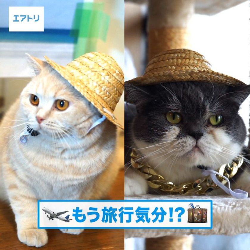 すばしっこいみかんと落ち着いたじろうさんの姿に「ジワる」と話題沸騰！
SNSで超人気ネコのみかんとじろうさんがもぐらたたきに挑戦！