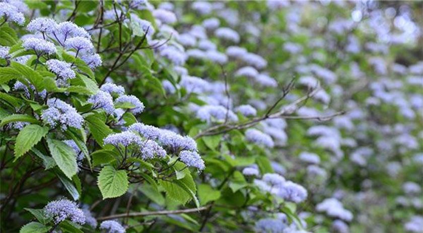 六甲高山植物園　甘い香りが漂う清楚な花 コアジサイが見頃を迎えました！
