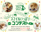 「ヤムスマ動画コンテスト」で選ばれた愛犬たちが出演する、プロモーション動画を公開！