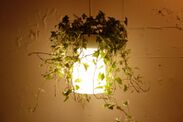 プランター付きペンダントライト「Plali」新発売！ライト上部に本物の植物を設置、インテリアグリーンが楽しめる