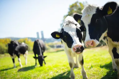 【トマム】牧場ラウンジ　牛イメージ