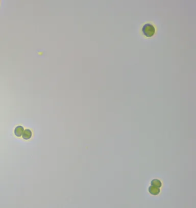 図1. シネコシスティス