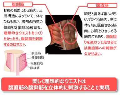 美しく理想的なウエストメイクのためには腹直筋・腹斜筋の両方を立体的にカバーしたパッドであることが必要