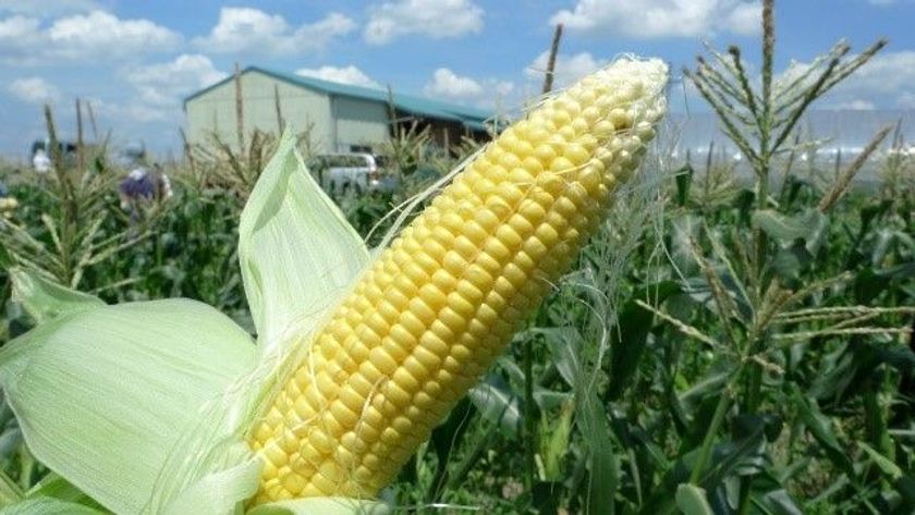 有機野菜の「ビオ・マルシェの宅配」、
滋賀県「大中農友会」で
有機とうもろこし狩り体験＆田んぼ見学を開催